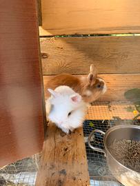 Conigli nani da compagnia