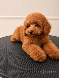 Cucciolo di Barbone Toy Maschio