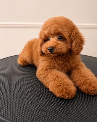 Cucciolo di Barbone Toy Maschio