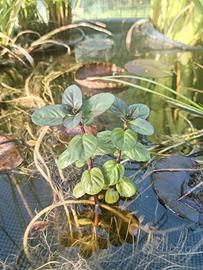 Menta acquatica