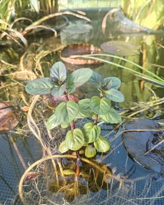 Menta acquatica