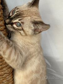Cuccioli di gatto Bengala