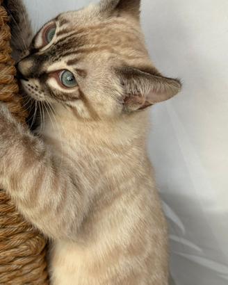 Cuccioli di gatto Bengala