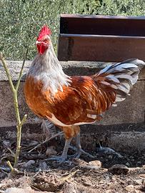 Gallo Vorwek Splash