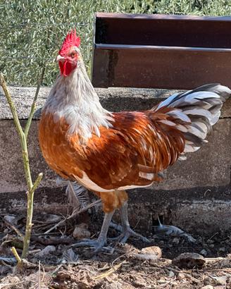 Gallo Vorwek Splash