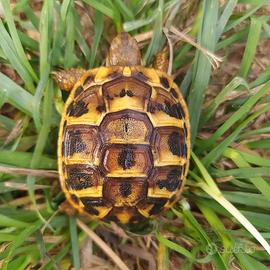 Tartaruga testudo hermanni