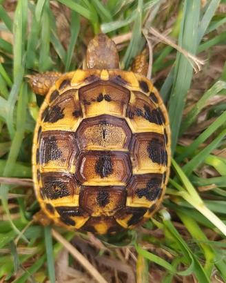Tartaruga testudo hermanni