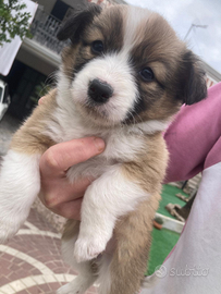 Disponibili border collie