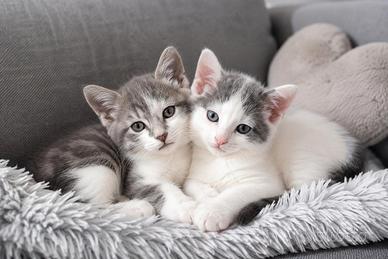 Gattini cuccioli