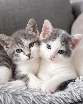 Gattini cuccioli