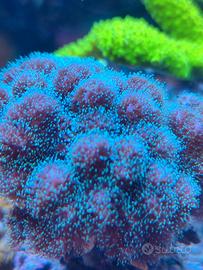 Corallo pocillopora