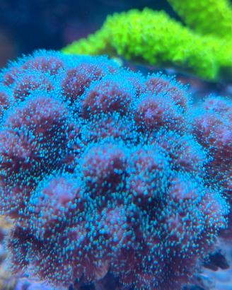 Corallo pocillopora