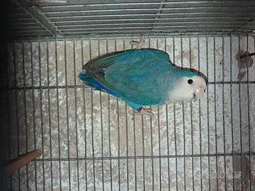 Disponibile inseparabile nt