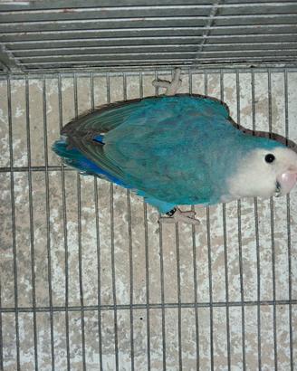Disponibile inseparabile nt