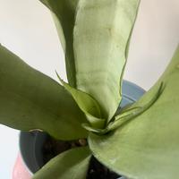 Sansevieria trifasciata Moonshine