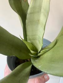 Sansevieria trifasciata Moonshine