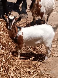 Capra tibetana maschio 5 mesi