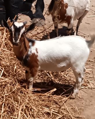 Capra tibetana maschio 5 mesi