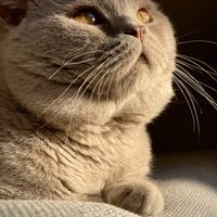 British accoppiamento