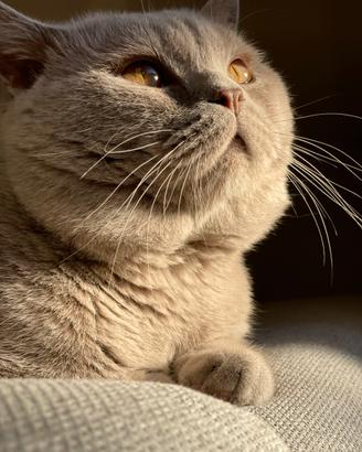 British accoppiamento