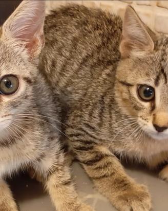 Gattini grigi incroci persiano