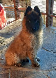 Cucciolo di Pastore Belga Tervueren
