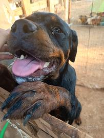 Rottweiler femmina 6 mesi e mezzo