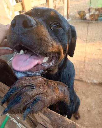 Rottweiler femmina 6 mesi e mezzo