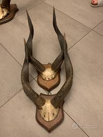 Trofei da collezione