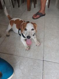 Jack russel