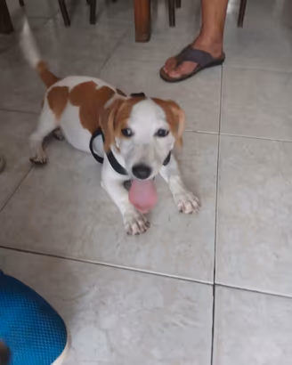 Cucciolo Jack russel