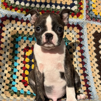 Cuccioli di Boston Terrier