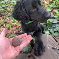 Cocker lagotto da tartufi