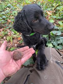 Cocker lagotto da tartufi