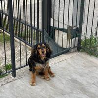 Cocker maschio disponibile per monte