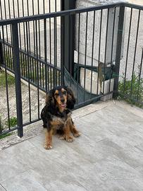 Cocker maschio disponibile per monte