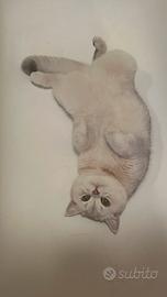 Scottish stright silver chinchila