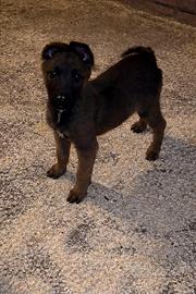 Cuccioli di pastore belga Malinois