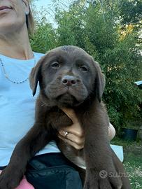 Cuccioli Labrador cioccolato con pedigree