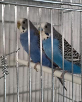 Cocorite, maschi e femmine,di vari colori