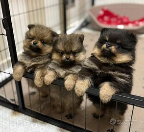 Spitz tedesco di Pomerania