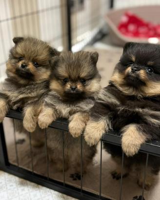 Spitz tedesco di Pomerania