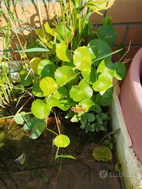 piante da laghetto mini pond