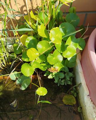 piante da laghetto mini pond
