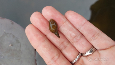 Lymnaea stagnalis