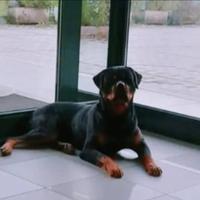 Rottweiler per monta