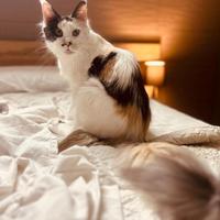 Femmina Maine Coon