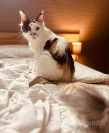 Femmina Maine Coon