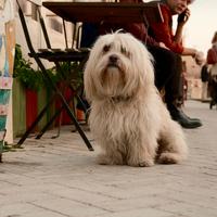 Maltipoo