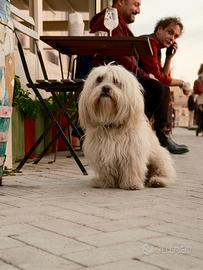 Maltipoo